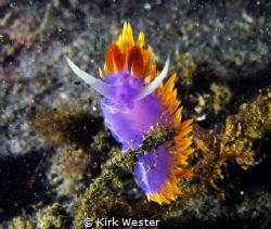 The king of his world. Spanish Shawl. by Kirk Wester 